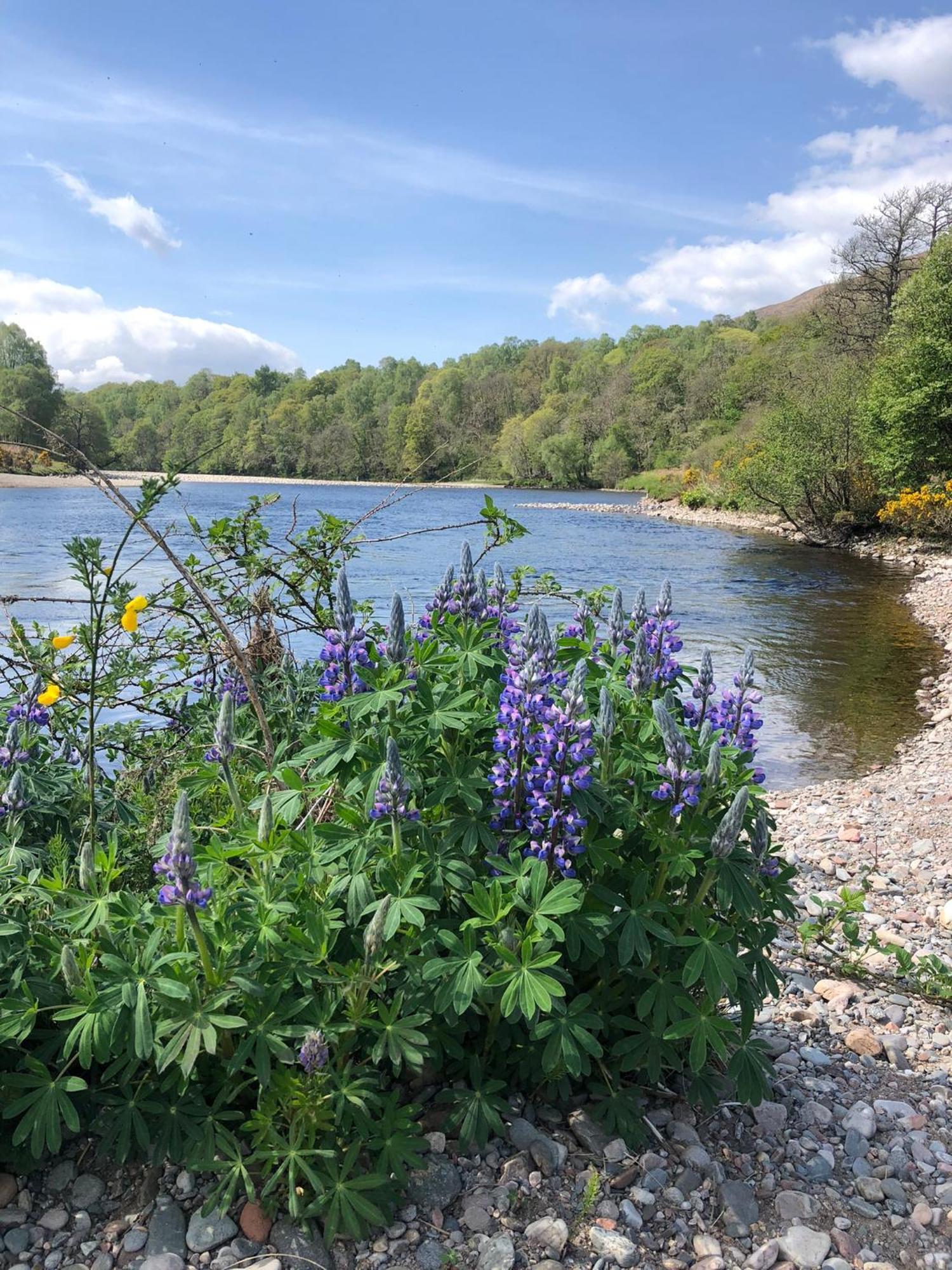 Glenfeshie